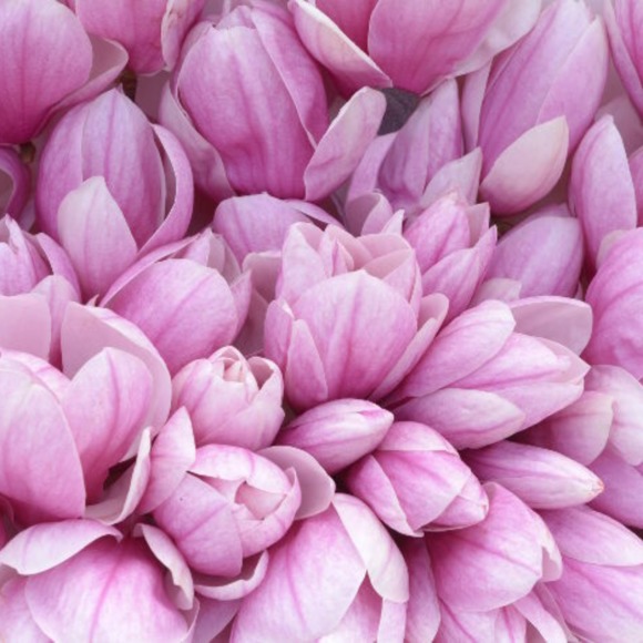 magnoliapearl62